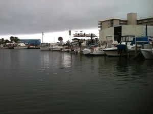 New Smyrna Beach Marina, with a manatee swimming in the dock