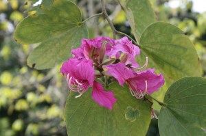Bauhinia