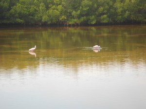 Roseate spoonbills
