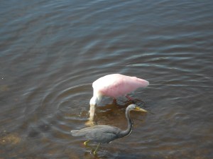 Roseate spoonbill and Tri-coloured heron