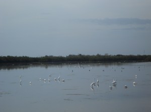 Egrets