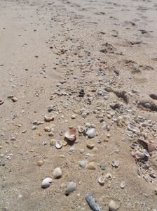 shells on the beach
