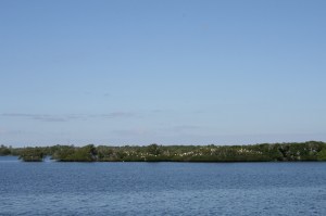 Great egrets near Fort Myers