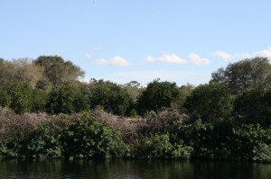 Orange groves near LaBelle