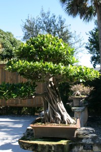 Bonsai Ficus, 25 years old