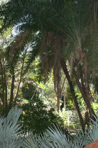 The Palm and Cycad walk