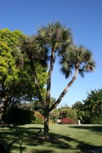 Triple-crowned sable palm