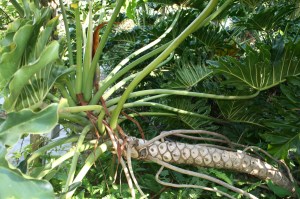 Tree Philodendron