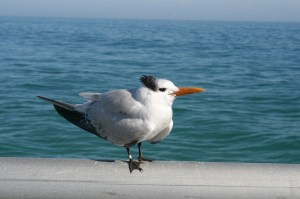 Caspian tern