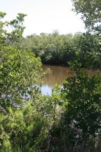 A brief glimpse of the river shore through the mangrove