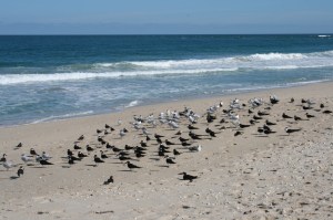 Back on the Atlantic shore