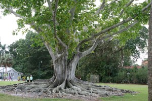 The Mysore Banyan tree