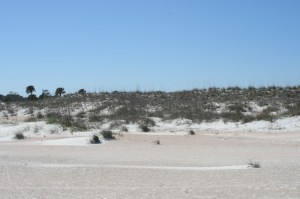 Sea oats and pioneer plants on the dunes