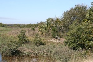 Heron in the salt marsh