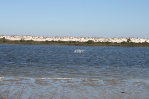Pelicans diving for fish