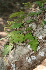 Resurrection fern and lichen on a Live Oak in the hammock