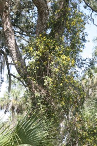 Carolina jasmine growing through the trees