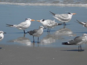 Young tern being fed on the beach