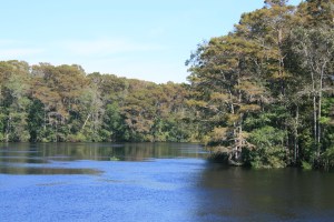 Autumn tints on the Waccamaw River