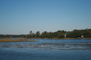Birds on a sandbank near Topsail Beach