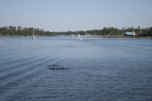 Dolphins playing in the water, Core Creek
