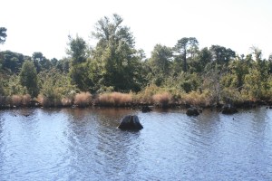 Tree stumps and beautiful colour