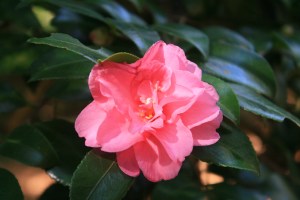 Camellia in bloom in the autumn