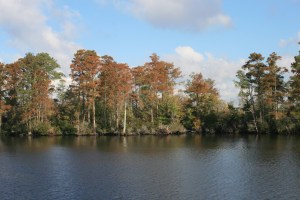 Fall tints on the North Landing River