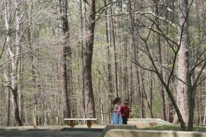 Serious conversation among the tall trees