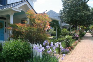 Front gardens, N. Morris St, Oxford