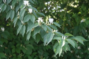 Japanese honeysuckle