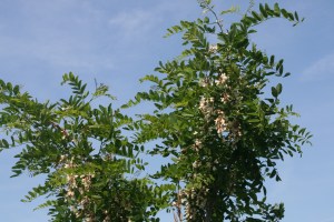 Robinia pseudoacacia