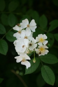 Rosa multiflora