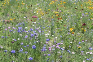 Meadow flowers