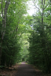Forest trail near South Lake
