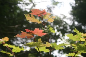 First tints of Fall in a maple sapling