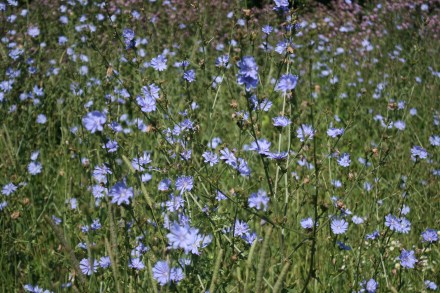 A mass of indigo on the river bank