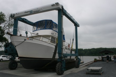 Carina entering the water after her hibernation