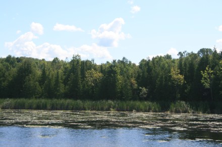 Waterlilies above Lock 22