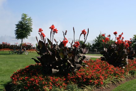 Canna Lilies with the Falls in the background