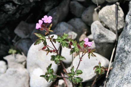 IMG_0022Herb Robert