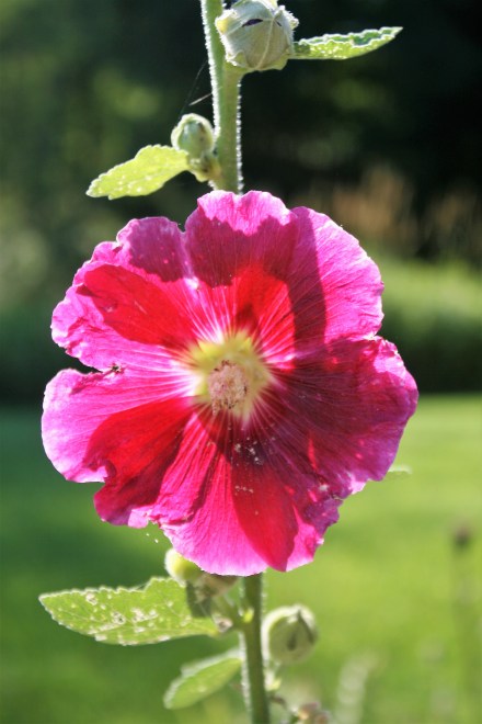 IMG_0015Hollyhocks