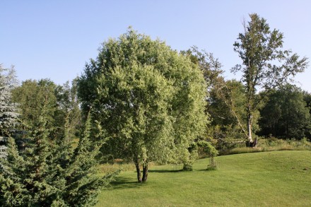 IMG_0022Back garden, Sweetfern Inn