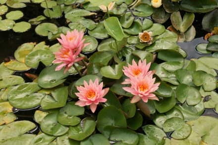 IMG_0026water lilies